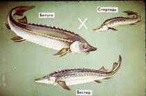 Рыба бестер: что это и почему ее называют чудом советской селекции | fish2o | производитель премиум лосося | Дзен