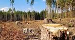 Вырубка лесов: Вырубка лесов остается острой проблемой в Украине, - эксперты WWF « Новости | Мобильная версия | Цензор.НЕТ