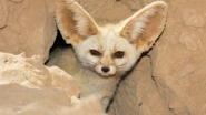 0403445s-56df-185x104.png
