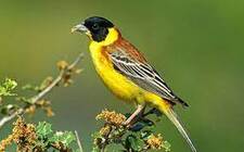 Вівсянка чорноголова (Emberiza Melanocephala) :: Пернаті друзі, птахи України, орнітологія ::