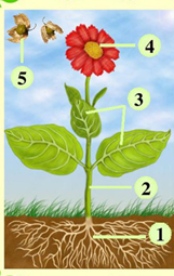 04034cxw-696a-161x255.png