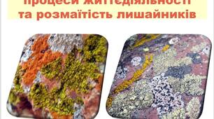 Презентація "Особливості будови, процеси життєдіяльності та розмаїтість лишайників"