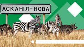 Природні парки та заповідники на окупованих територіях: як під час війни виживає Асканія-Нова на Херсонщині – Рубрика