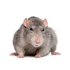 Facts About Rats | Rat Facts | Havahart®