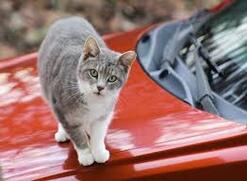 Keep Cats off Cars