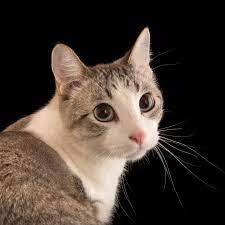 Domestic cat