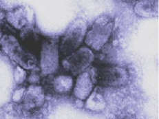 04034su5-7f5d-231x173.png