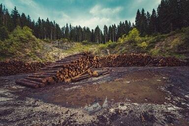 Вирубка лісу