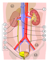 040351hn-1b10-162x206.png