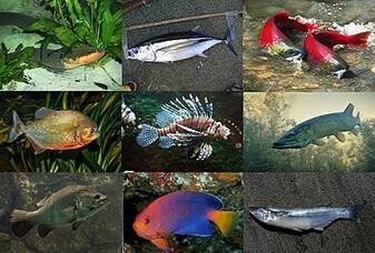 040353gf-c1b2-337x228.jpg