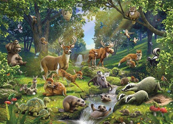 What do we call animals that live in the forest? - Quora