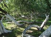 Яблуня-колонія — Вікіпедія