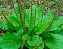 Подорожник: лікувальні властивості та застосування - Phytosvit