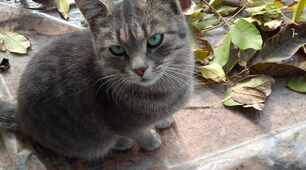 Pets and farm animals vocabulary