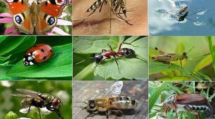 Художньо - продуктивна діяльність (аплікація) "Комахи"