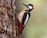 04035ty6-7769-154x125.png