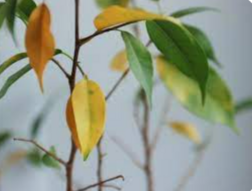 04036023-7bb3-252x191.png