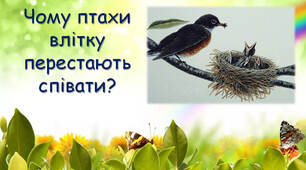 Чому птахи влітку перестають співати?