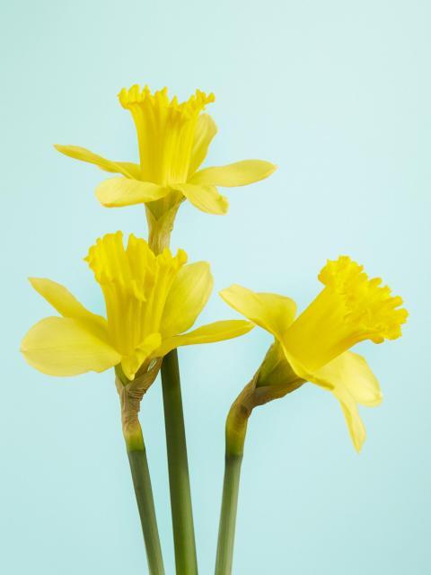 04036l70-b470-480x640.jpg