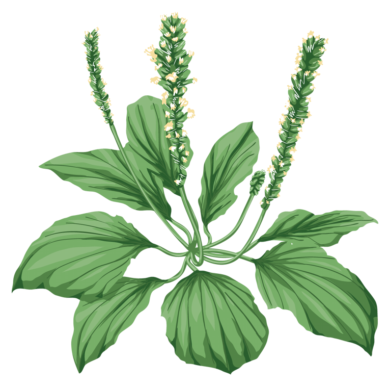 04036mti-8f68-764x759.png