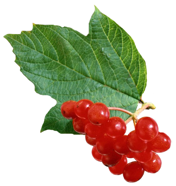 04036mtq-d711-563x594.png