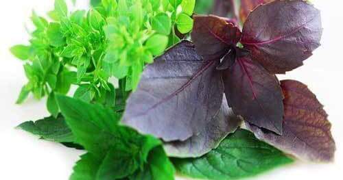 Про базилік 🌱