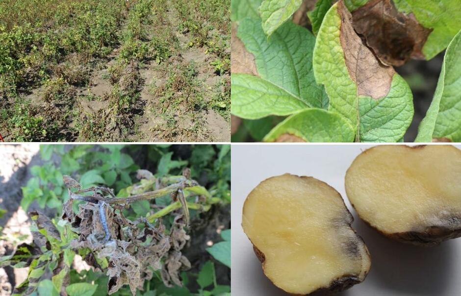 https://www.syngenta.ua/sites/g/files/kgtney1466/files/styles/syn_full_width_scale/public/media/image/2017/01/30/fytoftoroz.jpg?itok=QeiNDulp