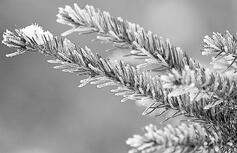Hoarfrost brightens many a winter morning - The Timberjay