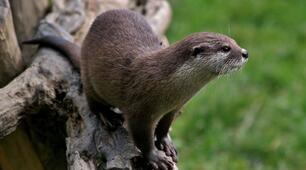 Всесвітній день видри (World Otter Day)