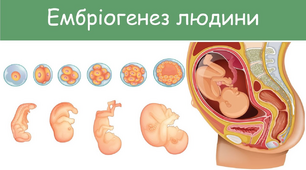 ЛР №4 "Вивчення етапів ембріогенезу"