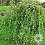 Верба цільнолиста "Пендула" (Salix integra "Pendula") - Еко Країна - магазин декоративних і плодових рослин