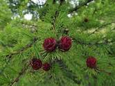 МОДРИНИ (Larix) - Сад-Город