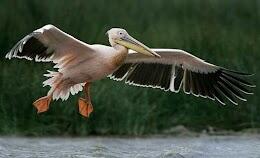 04037epo-9a81-260x158.jpg