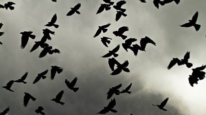 04037him-14a8-413x232.png