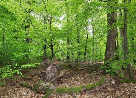 04037hio-e475-435x314.png