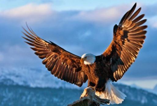04037hjv-0f4c-514x348.png