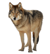 04037my7-6d6e-616x659.png