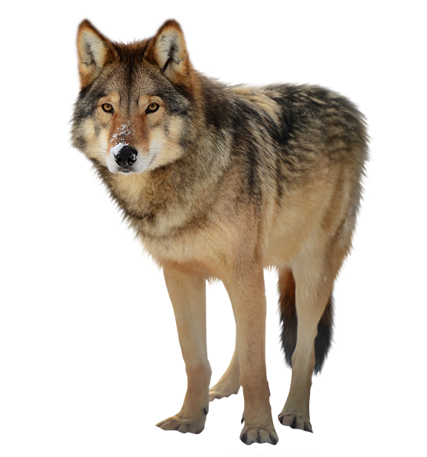 04037my7-6d6e-616x659.png