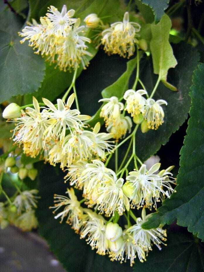 Нет описания фото.
