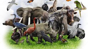 Презентація за  темою  "Unsere Tierwelt"