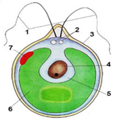 040384xc-1bfa-166x174.png