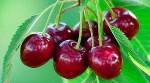 Про черешні 🍒🍒🍒