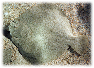 04038akw-a8a0-332x238.png