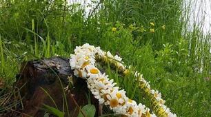 Після дощу похмурі береги.  Волошки сині опустили очі.