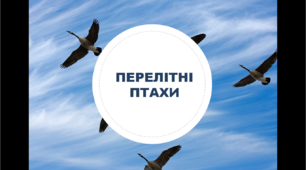 Дидактичний матеріал "Перелітні птахи"